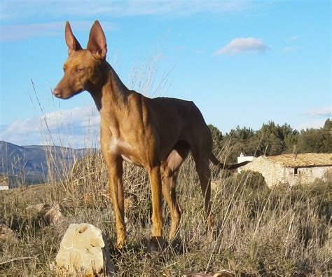 Podencos, venta de perros podencos de caza